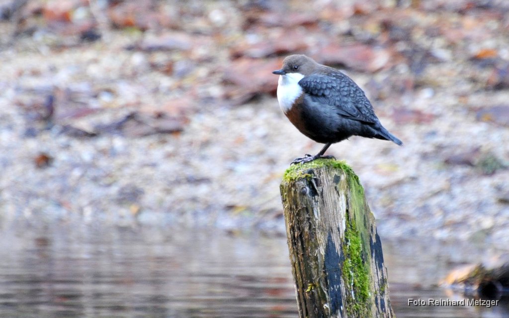 2010-10-30_6015 Wasseramsel 1.jpg